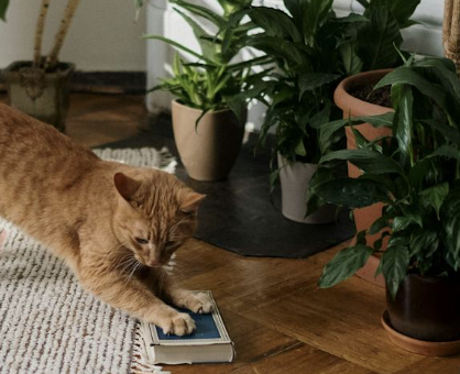Pet-Loving Homes: Stylish Decor Ideas for You and Your Furry Friends