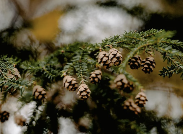 Serenity-Lane's Holiday Gift Guide: Thoughtful Finds for Every Home
